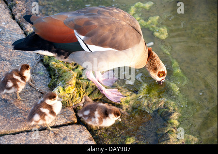 Fotoserie ägyptische Gänse: Porträts und Familie Schüsse mit Gänsel herrliche Farben in den Kensington Gardens Stockfoto