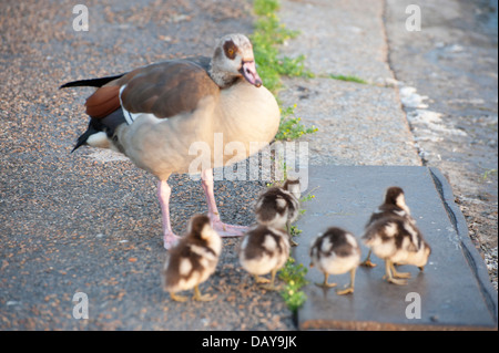 Fotoserie ägyptische Gänse: Porträts und Familie Schüsse mit Gänsel hervorragende Farben in Kensington Gardens-Land Stockfoto