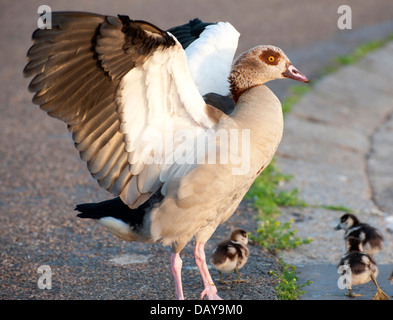 Fotoserie ägyptische Gänse: Porträts und Familie Schüsse mit Gänsel herrliche Farben in den Kensington Gardens Stockfoto