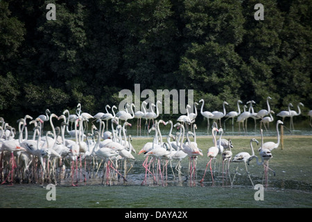 Rosa Flamingos, Dubai Creek, Ras Al Khor Wildlife Sanctuary, Dubai, Vereinigte Arabische Emirate Stockfoto