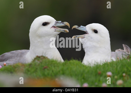 Nördlichen Fulmar Fulmarus Cyclopoida oder Arktis Fulmar in Shetland, Schottland, Vereinigtes Königreich Stockfoto