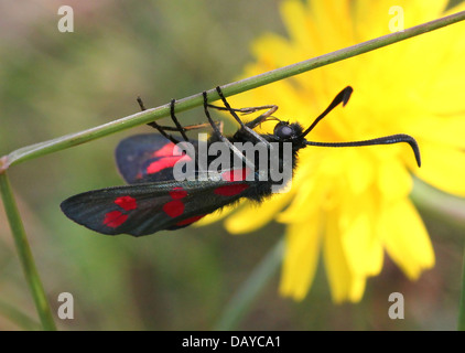 Sechs-Spot Burnet (Zygaena Filipendulae) posiert auf verschiedenen Blumen und Pflanzen Stockfoto