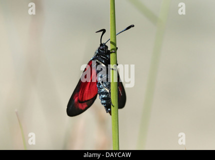 Sechs-Spot Burnet (Zygaena Filipendulae) posiert auf verschiedenen Blumen und Pflanzen Stockfoto