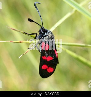 Sechs-Spot Burnet (Zygaena Filipendulae) posiert auf verschiedenen Blumen und Pflanzen Stockfoto