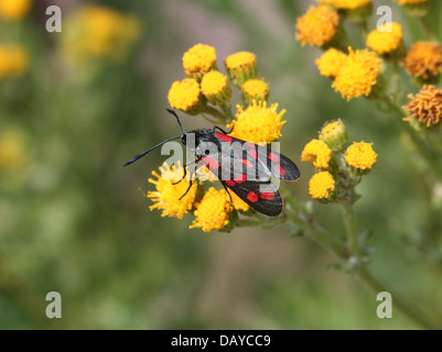 Sechs-Spot Burnet (Zygaena Filipendulae) posiert auf verschiedenen Blumen und Pflanzen Stockfoto