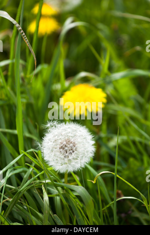 Löwenzahn Blumen Wiesen Scotland UK Stockfoto