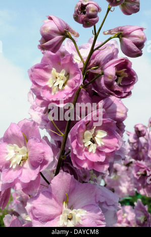 Nahaufnahme einer Blume lila lila Doppel Stockrose vor einem blauen Himmel ein Cottage-Garten-Favorit Stockfoto