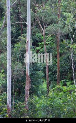 Hohen nassen Eukalyptus Wald im Dharug National Park, NSW, Australien Stockfoto