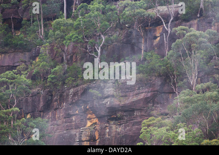 Eukalyptus und andere Buschland Bäume wachsen auf einem steilen Sandstein-Steilhang in Dharug National Park, NSW, Australien Stockfoto