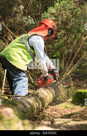 Holzfäller mit Kettensäge im Einsatz Stockfoto