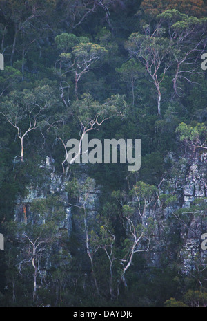 Blick auf Bäume und Buschland wachsen auf einer steilen Sandstein-Schlucht in Kanangra Boyd National Park, NSW, Australien Stockfoto