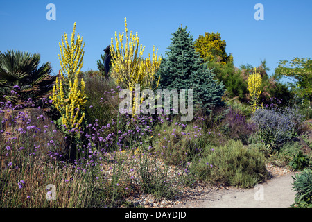 Verbascum Olympicum im trockenen Garten in RHS Hyde Hall Stockfoto