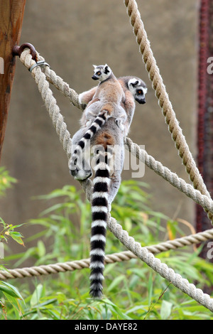 Katta mit ihrem Baby n Rücken im Colchester Zoo. Stockfoto