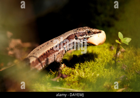 Mauereidechse Ei Stockfoto