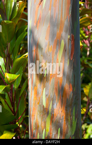 Bunte Regenbogen Eukalyptus-Baum in einem Garten in Maui, Hawaii. Stockfoto