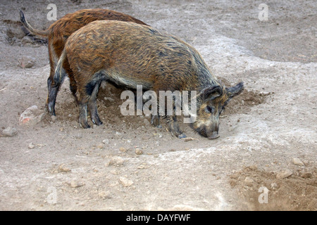 Zwei kleine Wildschweine Graben im Boden Stockfoto