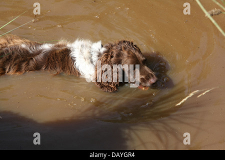 Hund im trüben Wasser Stockfoto