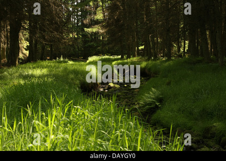 Blacklinn brennen in Kielder Forest Stockfoto