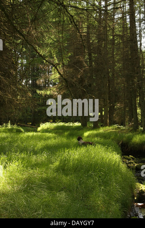 Blacklinn brennen in Kielder Forest Stockfoto