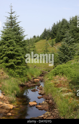 Hespie Sike in Kielder Forest Stockfoto