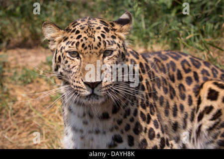 Porträt der Amur-Leopard Stockfoto