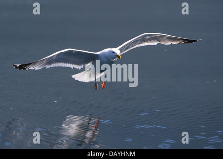 Silbermöwe (Larus Argentatus) Landung zum Baikalsee, Sibirien, Europa Stockfoto