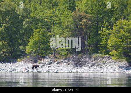 Braunbär (Ursus Arctos) an der Küste der Baikalsee, Sibirien, Russland Stockfoto