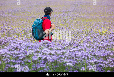 Wanderer auf dem Weg durch Feld von Phacelia tanacetifolia, Spitzen-Phacelia, blau-Tansy oder lila Tansy. Bienenfreundliche Deckpflanze, Gründünger. GROSSBRITANNIEN Stockfoto