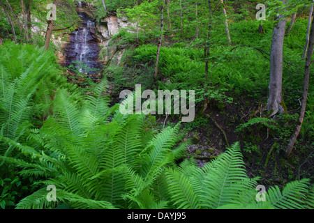 Saka Wasserfall Klippe Wald, Estland Stockfoto