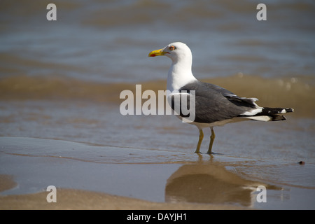 Eine Möwe am Strand von Barry Island, Wales. Stockfoto