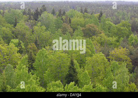 Alte Bäume im Frühling im Viidumae National Park, Sareema, Estland. Stockfoto