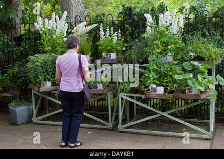 West Green House Garden - eine Frau befragt, die Pflanzen und Blumen zum Verkauf Stockfoto