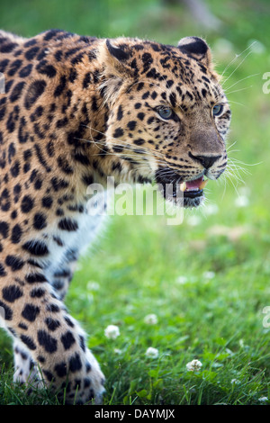 Amur-Leopard Stockfoto