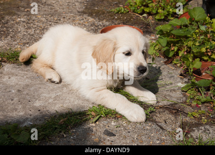 Golden Retriever Welpe 7 Wochen alt ruht im hinteren Teil des Gartens. Stockfoto