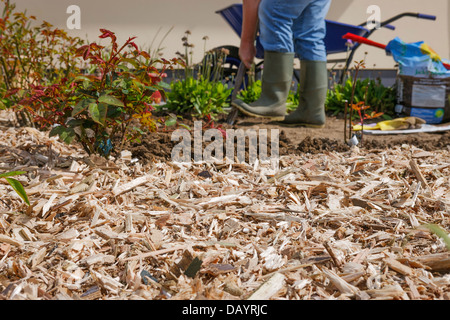 Vorbereitung und Verbreitung von Holzspänen im Garten Stockfoto