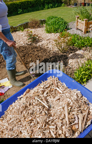 Vorbereitung und Verbreitung von Holzspänen im Garten Stockfoto