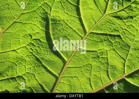 Rücken- und Sidelit Blatt des gemeinsamen Pestwurz (Petasites Hybridus) hautnah. Am Kvak Mølle, Dänemark fotografiert. Stockfoto