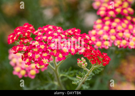 Achillea Millefolium 'Red Velvet'. Schafgarbe, die im Garten wachsen. Stockfoto