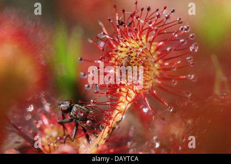 Runde-Leaved Sundew(Drosera rotundifolia) und fliegen. Fotografiert in Frederikshåb Plantage, Dänemark. Stockfoto