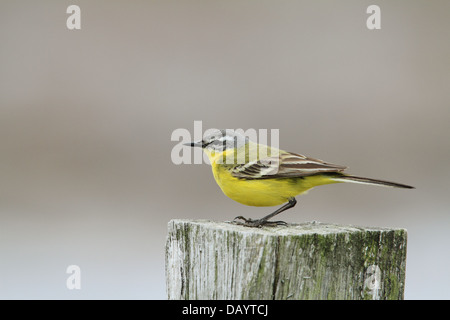 Western Schafstelze (Motacilla Flava) ruht auf einem Zaunpfahl. Fotografiert im Værneengene in Dänemark Stockfoto