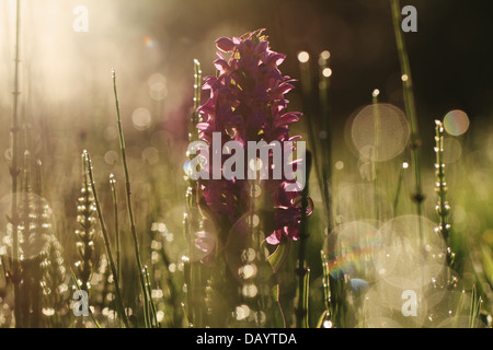 Eine Hintergrundbeleuchtung Western Knabenkraut (Dactylorhiza Majalis) mit Regentropfen fotografiert am frühen Morgen bei Kvak Mølle. Dänemark. Stockfoto