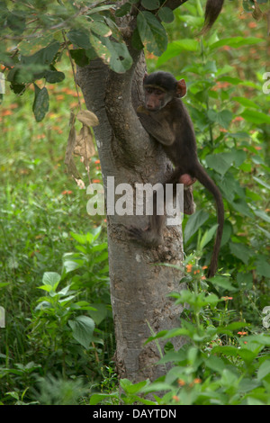 Ein Babypavian einen Kletterbaum Stockfoto