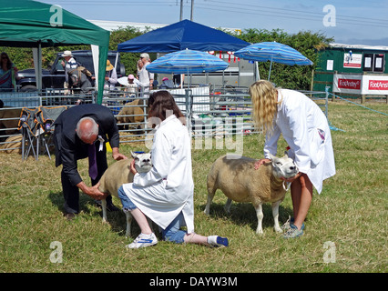 Schafe, beurteilt auf der jährlichen Stithians Vieh in Cornwall, UK Stockfoto