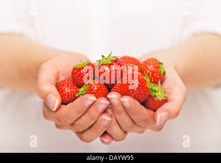 Hand voll Erdbeeren reif und süß Stockfoto