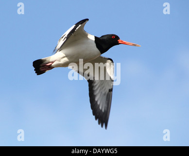 Nahaufnahme von einem gemeinsamen Pied Austernfischer (Haematopus Ostralegus) im Flug Stockfoto