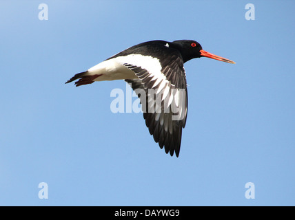 Nahaufnahme von einem gemeinsamen Pied Austernfischer (Haematopus Ostralegus) im Flug Stockfoto