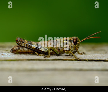 Grasshopper, thront auf einem Holzbrett. Stockfoto