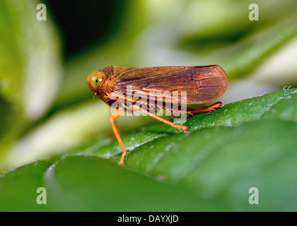 Makroaufnahme eines Insekts Leafhopper thront auf einem grünen Blatt. Stockfoto