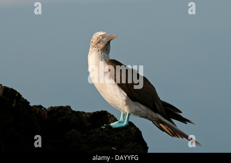 Stock Foto von einem blau-footed Sprengfallen thront auf einem Felsen in den Galapagos-Inseln. Stockfoto