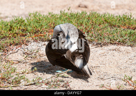 Stock Foto von einem blau-footed Sprengfallen putzen. Stockfoto